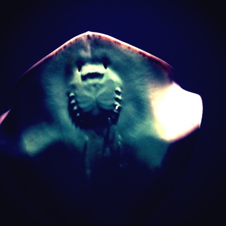Ray at the  aquarium at night