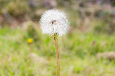 white floretの写真素材