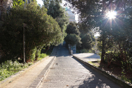 alley in the parkの写真素材