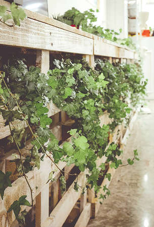green rampicant ivy in wooden pallets furnishingの写真素材