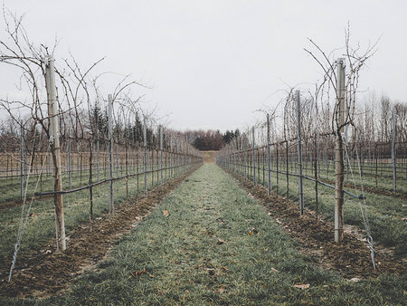a row of wine in winter season