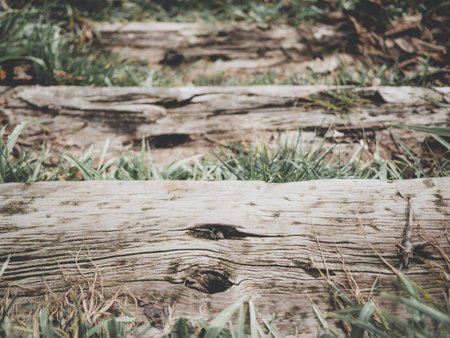 natural wood background texture grey, dark , natural tree, with green grassの写真素材