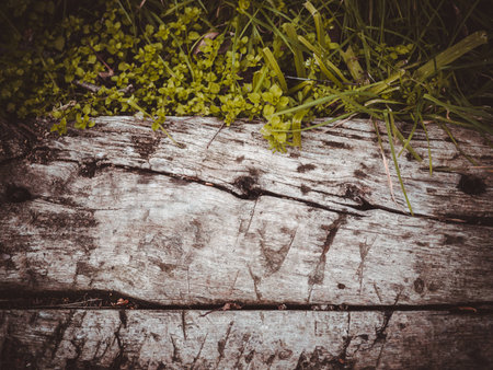 natural wood background texture grey, dark , natural tree, with green grassの写真素材