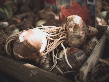 lots of flower bulbs in wooden box to flower marketの写真素材