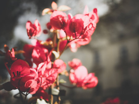 vertical brunc of red bouganville, close up, grey blur backgroundの写真素材