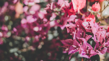 fucsia bouganville close up, 16:9 background, retrÃ² filterの写真素材