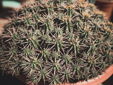 thorny succulents in a flowerpotの写真素材