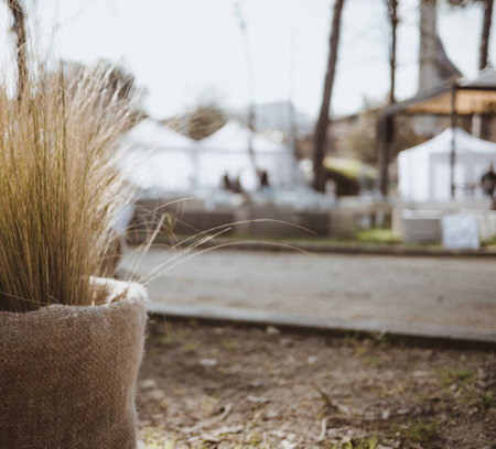 dried ornamental grass in burlap flowerpot isolated on natural blur backgroundの写真素材