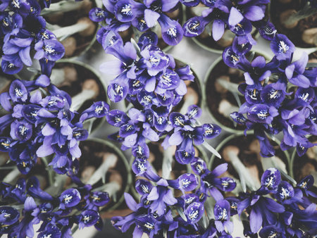 group of purple iris flowers with stems and bulbs, from above view, retro filter, background