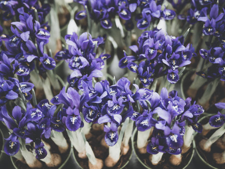 group of purple iris flowers with stems and bulbs, from above view, retro filterの写真素材