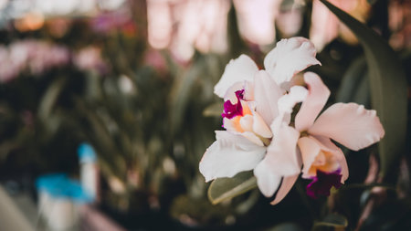 white orchid close up blur background, wallpaperの写真素材
