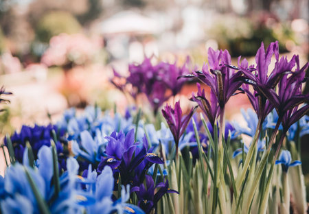 group of purple and blue iris flowers with stems and , blur background. Close upの写真素材