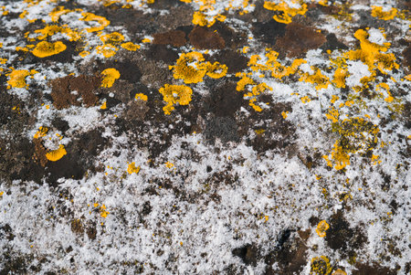 many mold, yellow, brown and withe. textureの写真素材