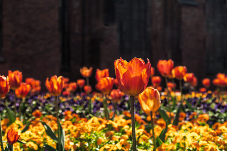 Field with colourful tulips in front of church