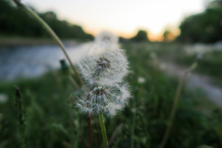 Dandelion in St. Petersburg in the evening lightの写真素材