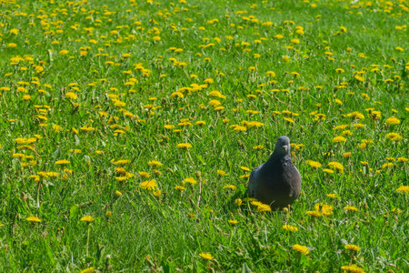 Dove sitting in the middle of field with flowersの写真素材