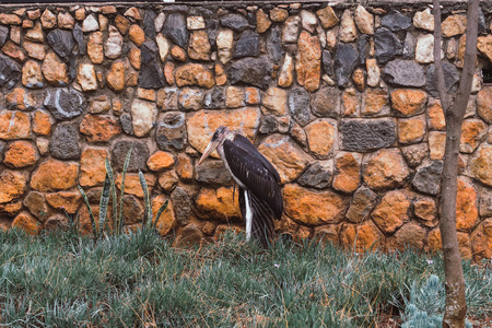 Maribu bird in front of orange stone wall in Nairobi, Kenyaの写真素材