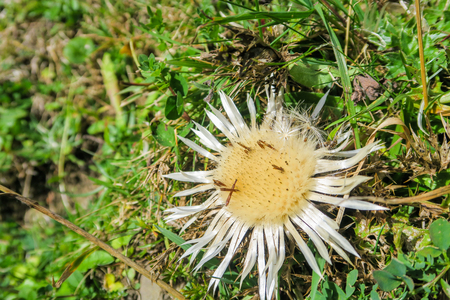 Swiss alp scene with dry flower on grass field in the mountainの写真素材