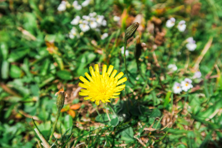 Swiss alp scene with flower on grass field in the mountain