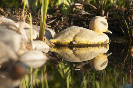duck sculptureの写真素材
