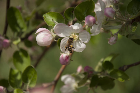 bee on a flowerの写真素材