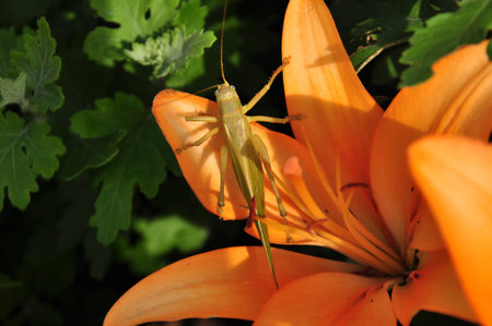 grasshopper on a flower