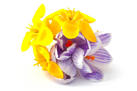 bouquet of blooming crocuses on white backgroundの写真素材