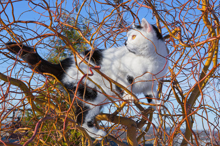 cat climbs up a treeの写真素材
