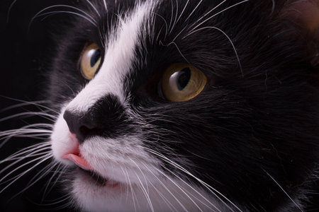 cat face licked closeup on black backgroundの写真素材