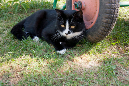 black and white cat lying near the wheels of cars in the gardenの写真素材