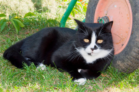 black and white cat lying near the wheels of cars in the gardenの写真素材