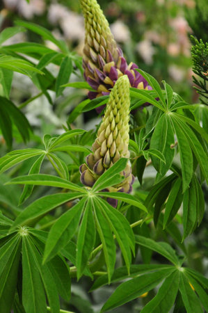 lupine  flowerの写真素材