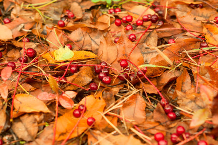 Red berries on yellow leavesの写真素材