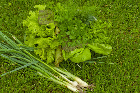 freshly picked lettuce, dill, onions from the gardenの写真素材