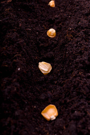 corn seeds planted in the ground closeup