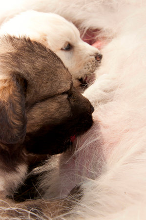 puppies sucking milk from mother