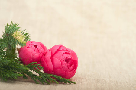 Rose and spruce branch with blurred backgroundの写真素材