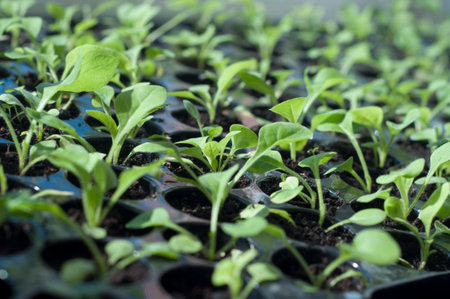 seedlingの写真素材