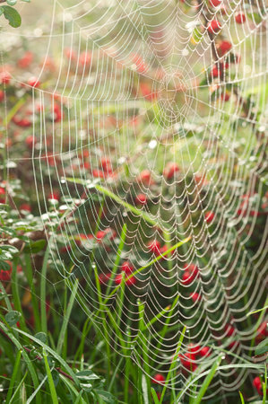 spider web in the garden