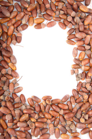 texture of acorns as a frameの写真素材