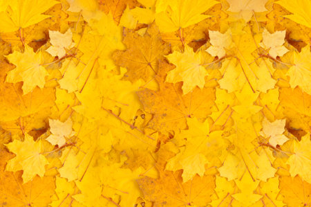 Texture of yellow autumn leaves