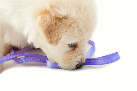 white muzzle puppy large dog closeupの写真素材
