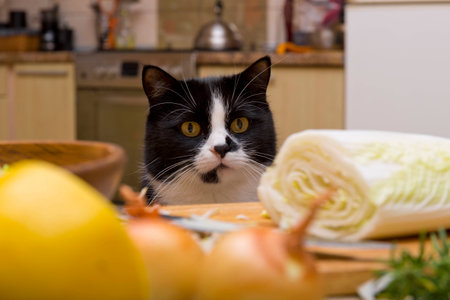 cat looking at the table with food in the kitchenの写真素材