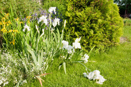 flowers in the summer garden