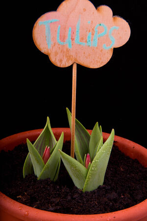 germinated tulips with buds, drops of water and a sign with the inscription on a black backgroundの写真素材