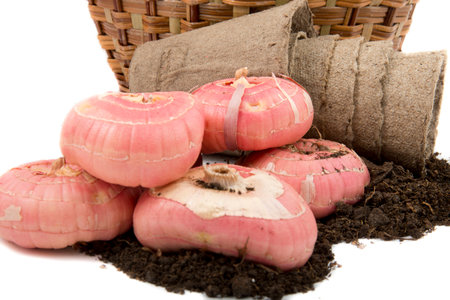 gladiolus bulbs  and peat pots on nutrient peat soil for planting on white backgroundの写真素材