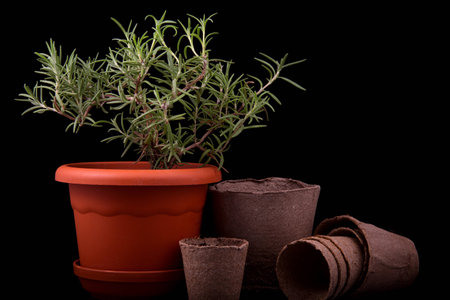 rosemary bush and peat pots on a black backgroundの写真素材