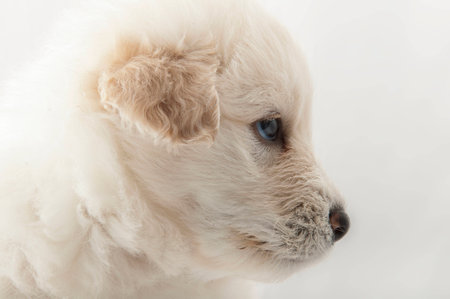 white puppy muzzle South Russian Shepherd closeupの写真素材