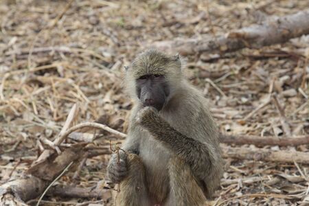 African monkeyの写真素材