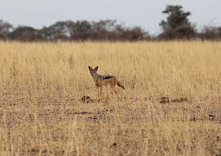 African jackalの写真素材
